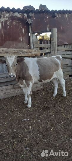 Корова и бычок