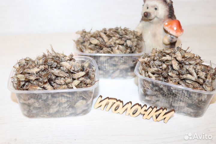 Сверчки,тараканы,мучник