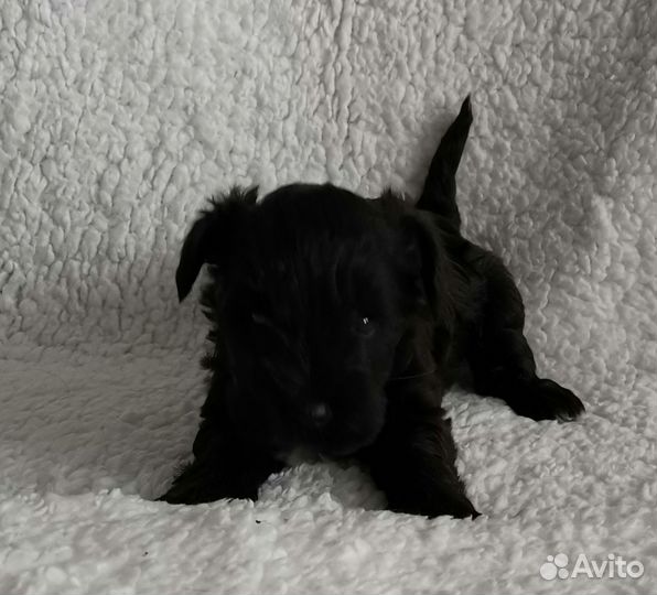 Цвергшнауцер