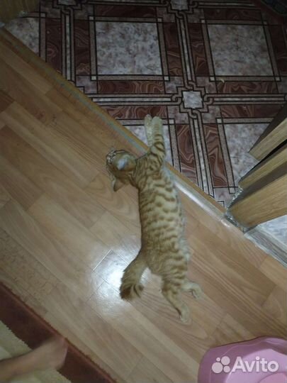 Отдам бесплатно котенка