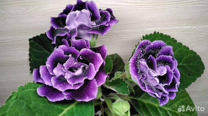 Глоксиния Брокада синяя