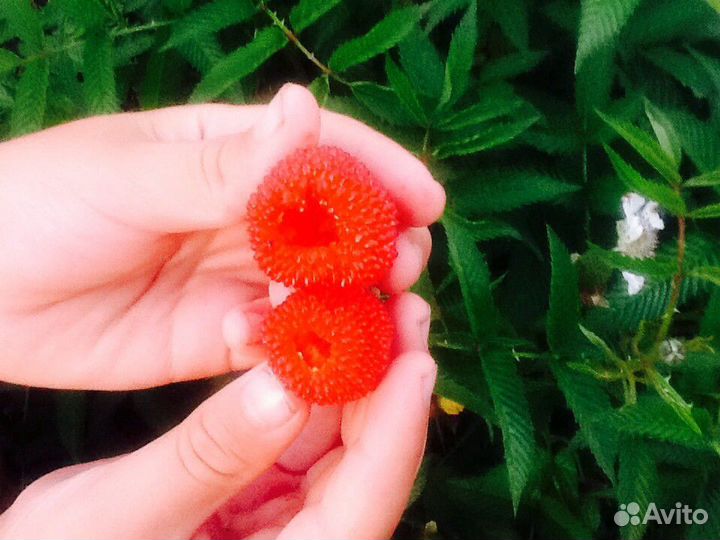 Шаман малина