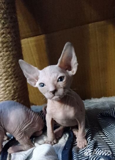 Котята сфинкс