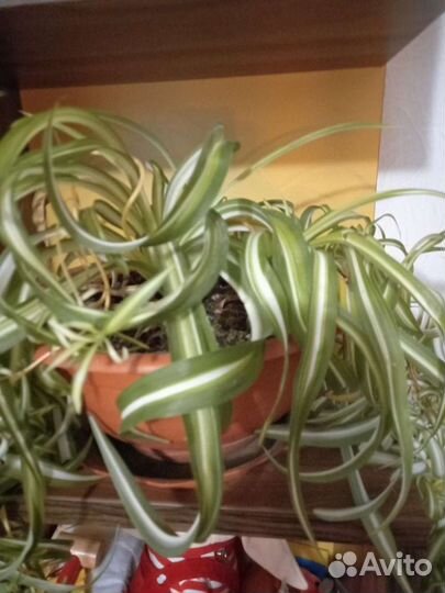 Хлорофитум