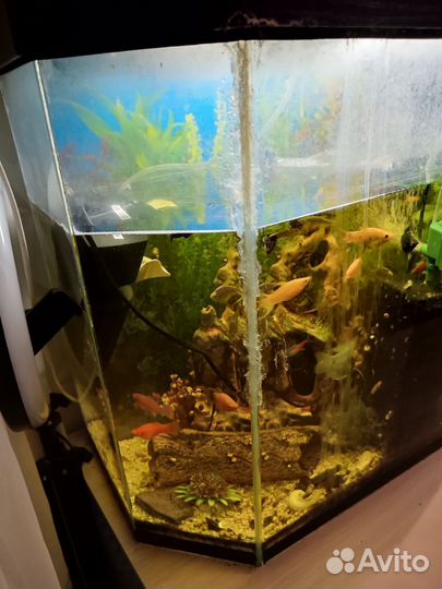 Аквариум