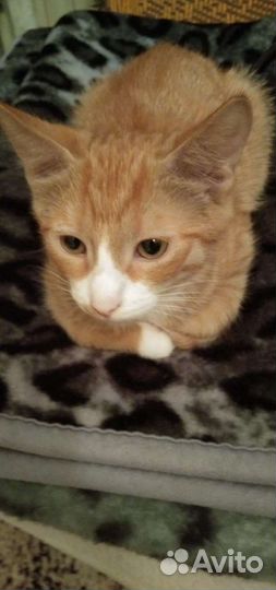 Рыжий котенок в добрые руки