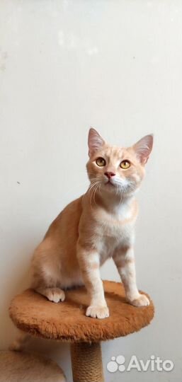 Общительный котик из приюта. доставка. кастрирован