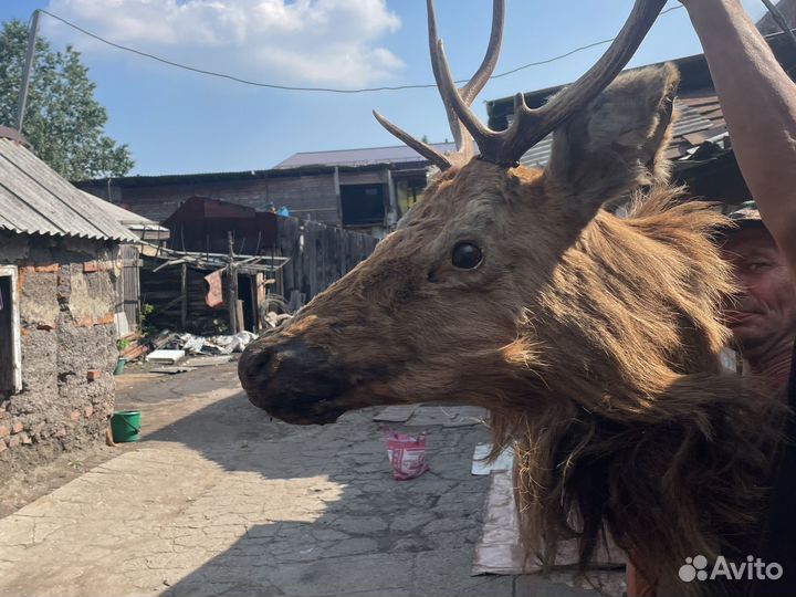 Чучело головы оленя