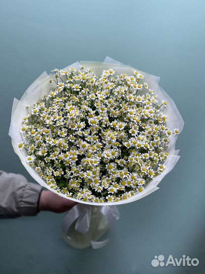 Ромашки полевые цветы