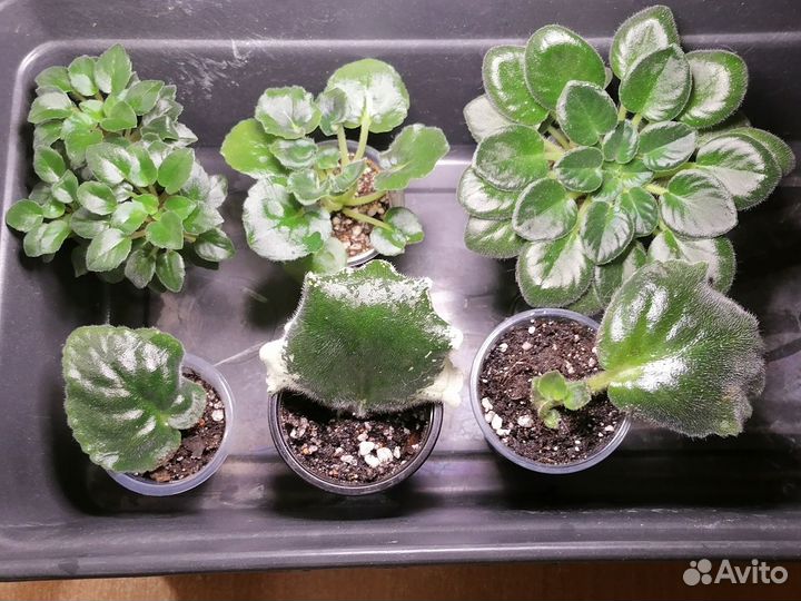 Набор фиалок