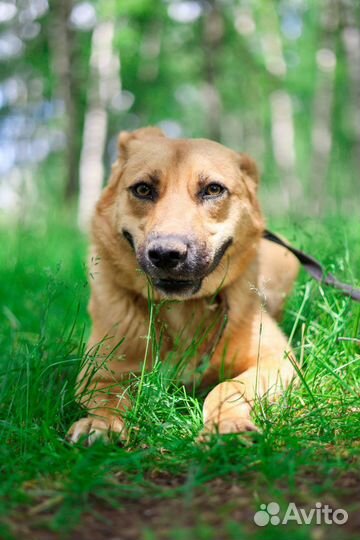 Ласковая девочка грустит в приюте