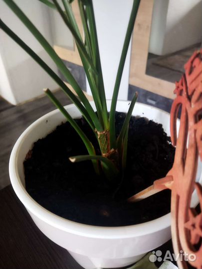 Финиковая пальма