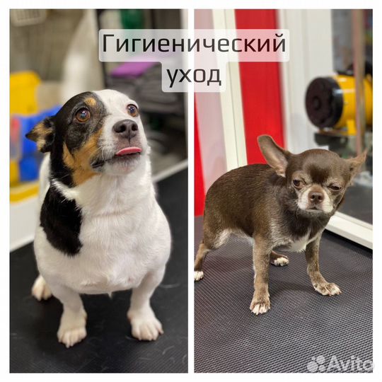 Стрижка, груминг вашего питомца (поиск моделей)