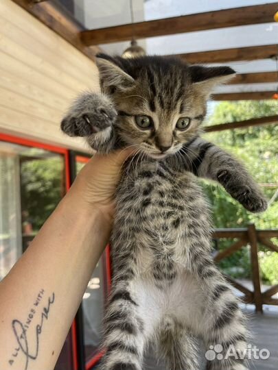 Котята в добрые руки даром