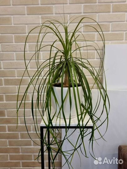 Бокарнея нолина