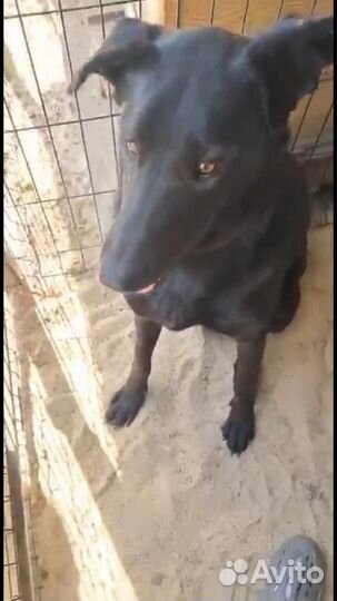 Дворняга бесплатно