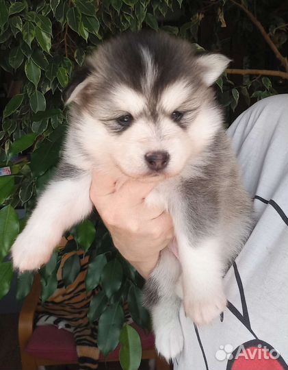 Помски мальчик флаффи