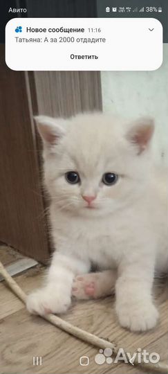 Британская