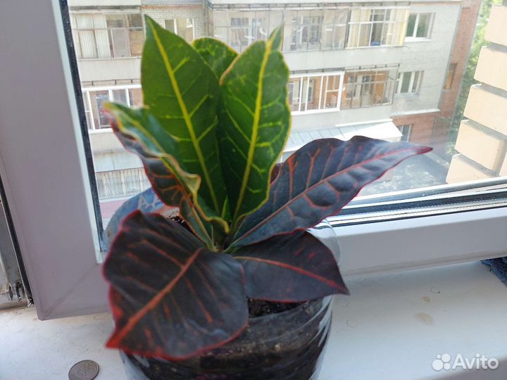 Кодиеум кротонRED(красный)