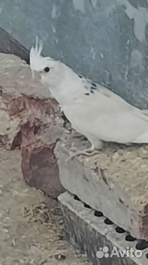 Попугай корелла птенец