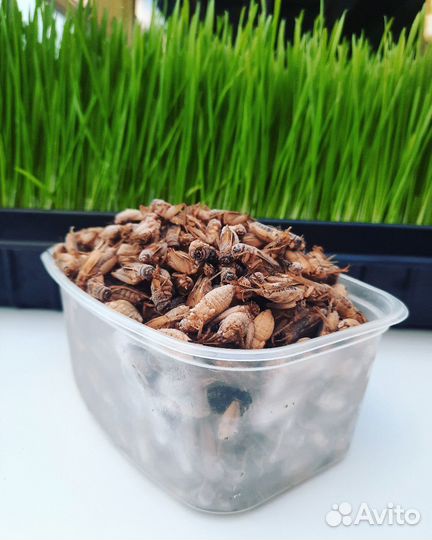 Сверчки домовые замороженные, корм для стрижей