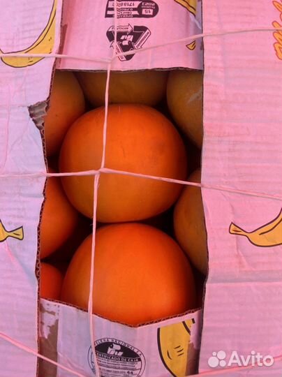 Дыня медовая