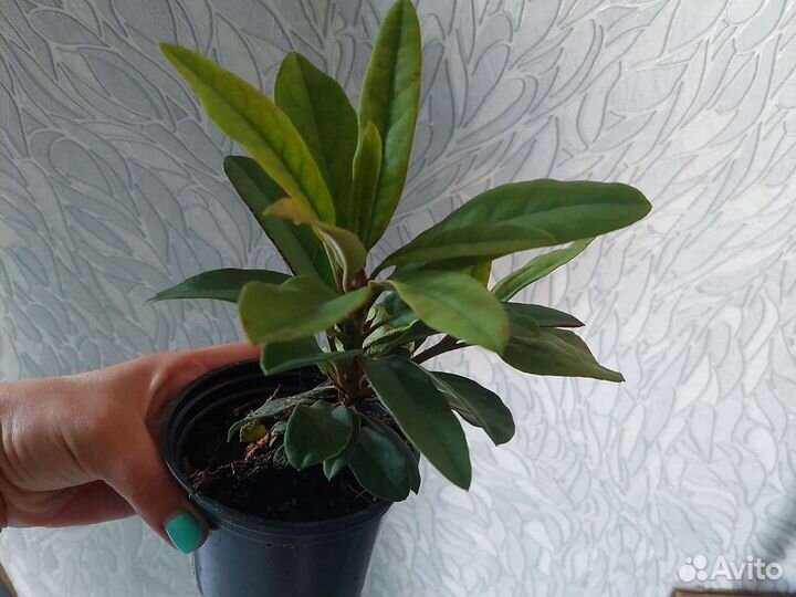 Рододендрон Профессор Шольц