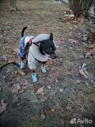 Приглашает на вязку