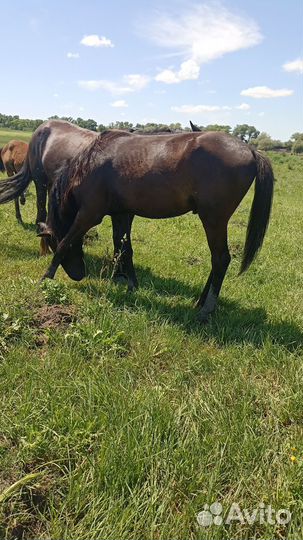 Лошадь жеребец