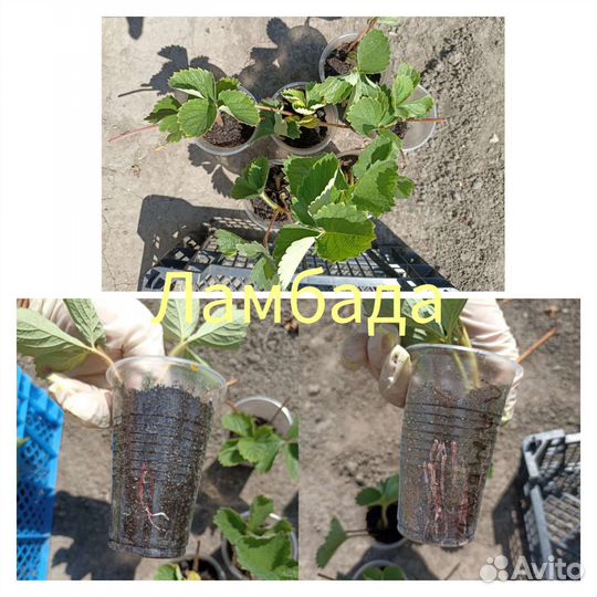 Рассада клубники усы