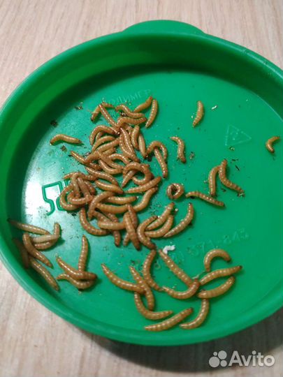 Муравьи Жнецы