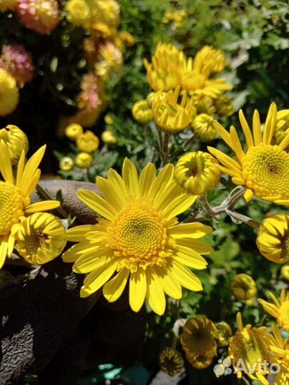 Хризантема многолетняя