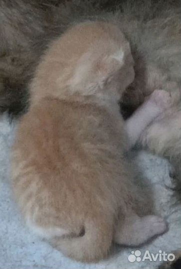 Пристраиваются очень воспитанные крошки кошки