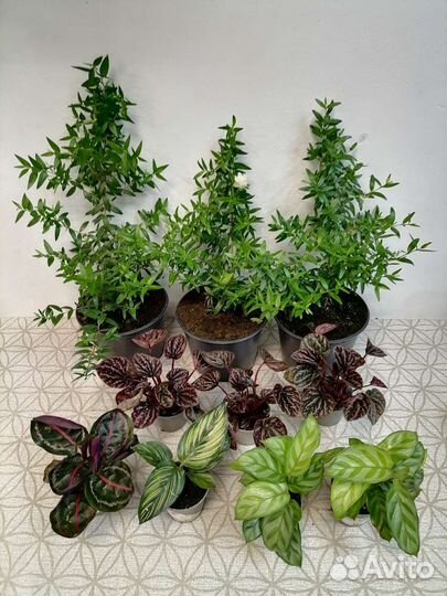 Мирты, Пеперомии, калатеи