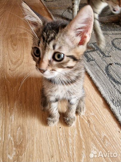 Котёнок бесплатно