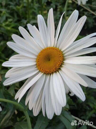 Букет из гигантской ромашки