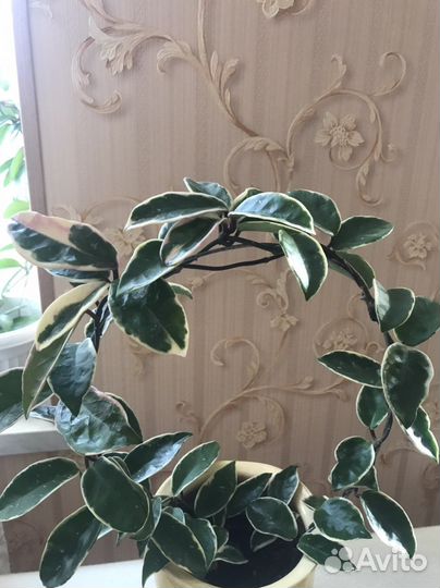 Хойя кримсон квин