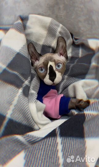 Канадский сфинкс эльф