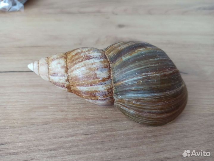 Морская раковина