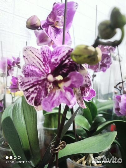 Орхидея шоколад