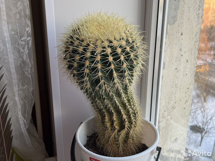 Кактус 20 лет