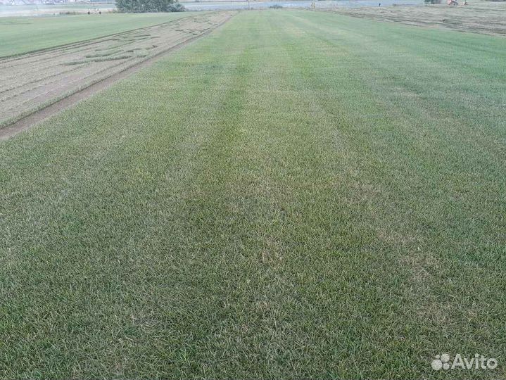 Продажа рулонного газона под ключ