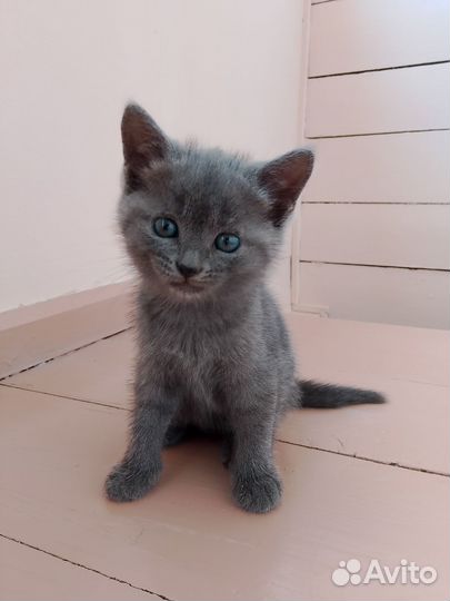 Кошечка, 2,5 месяца