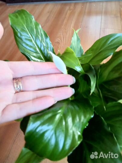 Комнатные растения