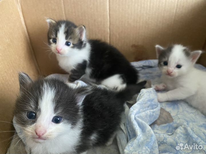 Кошка в дар бесплатно