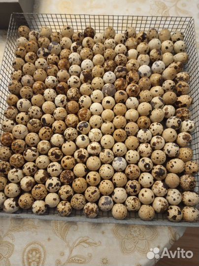 Инкубационное яйцо перепелиное