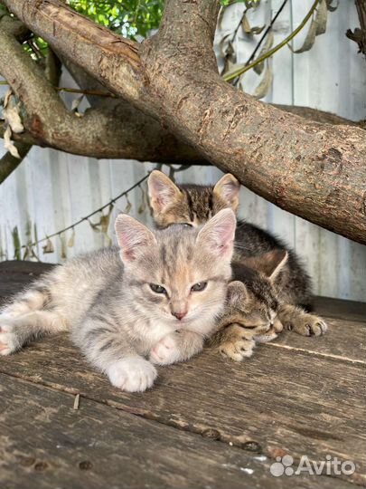 Кошка