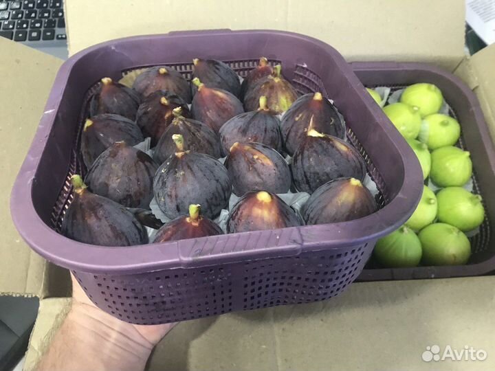 Свежий инжир из Армении (только авиа) регион мегри