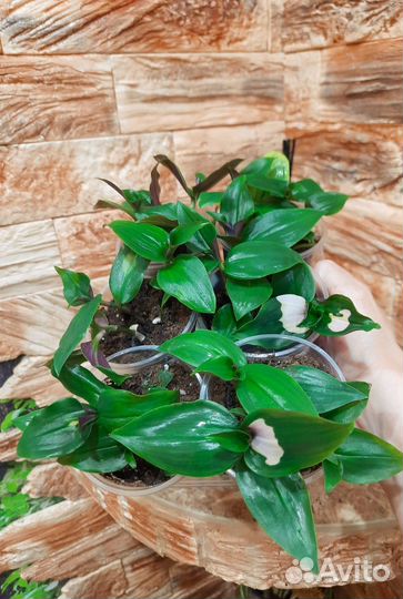 Традесканция 