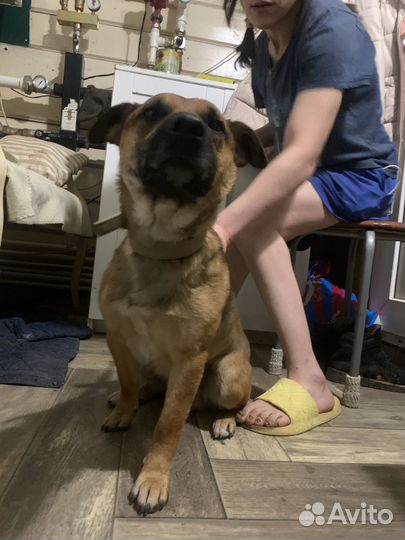 Отдам щенка в добрые руки